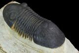 Bargain, Paralejurus Trilobite - Atchana, Morocco #126998-5